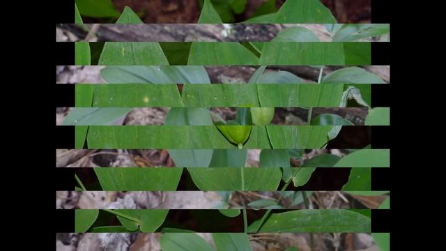 УВУЛЯРИЯ (UVULARIA) сем. Безвременниковые смотреть онлайн