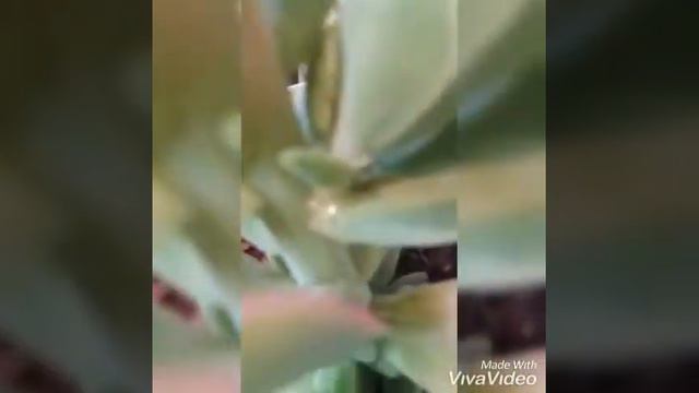 Propagação da Echeveria pallida por haste floral смотреть онлайн