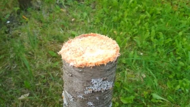 Прививка черешни на сливу методом за кору, Grafting Cherry Trees