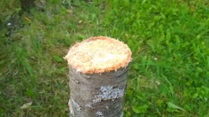 Прививка черешни на сливу методом за кору, Grafting cherry trees