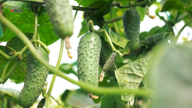 1 Литр Под Огурцы! Засыпят Урожаем И Желтеть Не Будут Объясняю Что Внести Чтобы Куст Огурцов Попер! смотреть онлайн