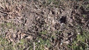 Размножение фундука черенками