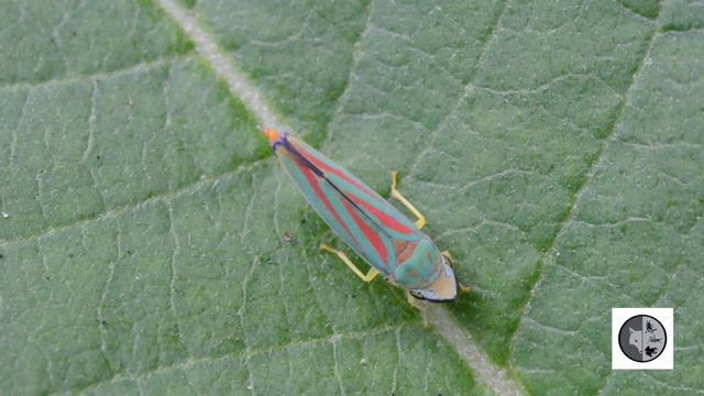 Cicadelle multicolore/Candy-striped Leafhopper(Graphocephala coccinea) смотреть онлайн