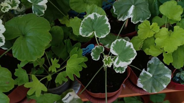 Новости из пеларгониевого сада