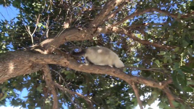 Ragdoll Cat Gets Stuck In A Tree Again! -- ラグドール - PoathTV Cats - PoathCats смотреть онлайн