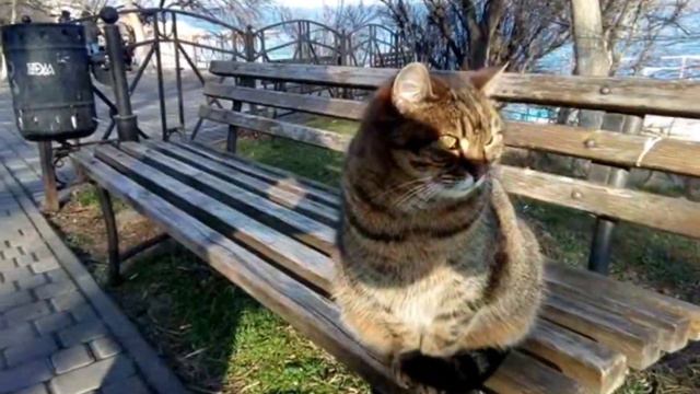 04 28 02 23 Морской котик. Просто красавчик-стесняшка 😉🍂🍂🍂 смотреть онлайн