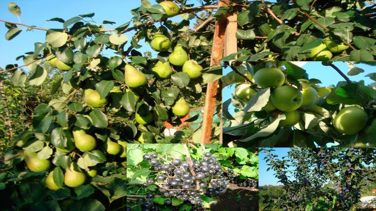 ЧЕМ ОБРАБОТАТЬ ДЕРЕВЬЯ И КУСТАРНИКИ ВЕСНОЙ , ЧЕМ ОБРАБОТАТЬ САД ВЕСНОЙ смотреть онлайн