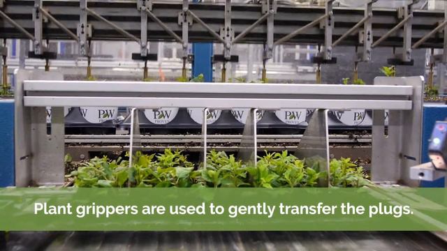Spring Meadow Nursery TTA Transplanter Machine смотреть онлайн