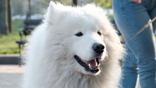 Who are Merle Pomeranian Dogs? History, Genes, Colors, Health смотреть онлайн