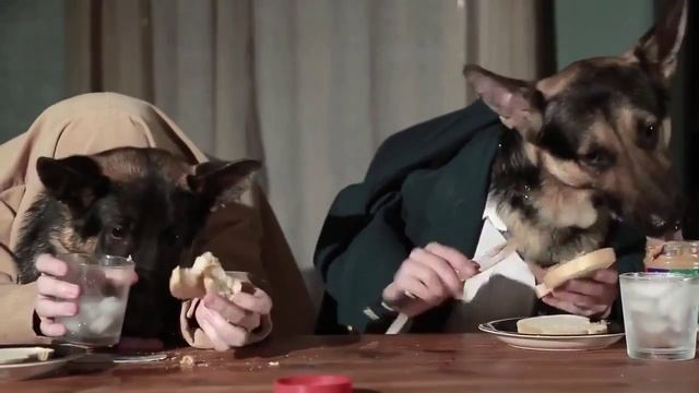 Very Funny Dogs! Собаки едят руками! смотреть онлайн