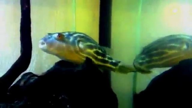 Фахака смотреть онлайн