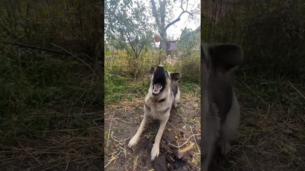 Копать картошку с овчаркой стало веселей смотреть онлайн