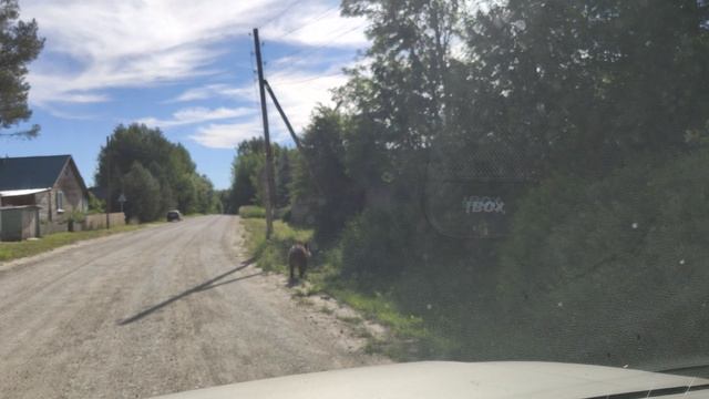Кабан по улице гуляет.mp4 смотреть онлайн