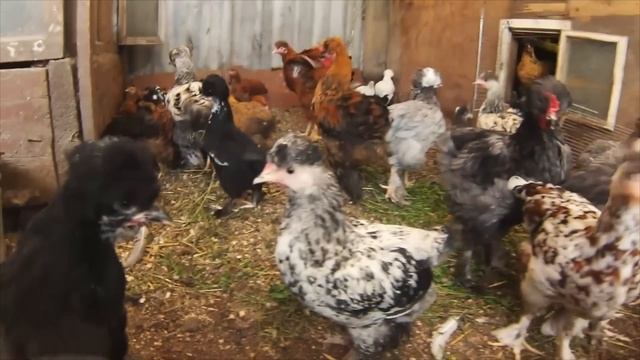 Цыплята выросли и превратились в красивых кур и петухов! ч.3 смотреть онлайн