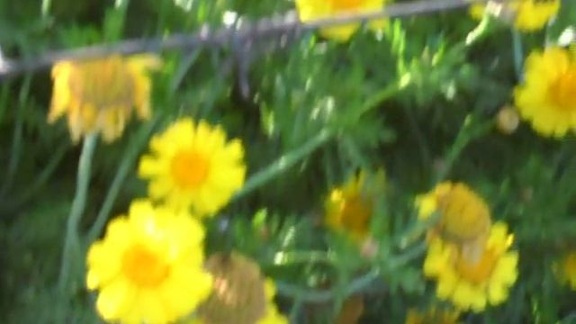 Beautiful yellow flowers in the garden. 2015.07.26. Желтые цветы в саду. смотреть онлайн