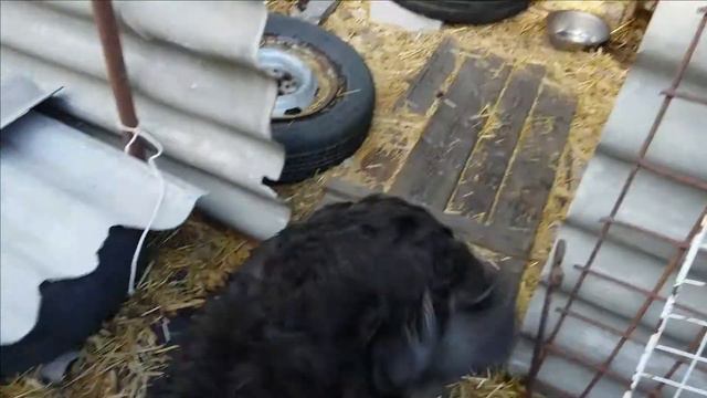 54.#Спасаемклубникуотхлороза.Сбор чабреца.Малиновый чай. смотреть онлайн