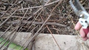 Осенняя обрезка кустарников.Полынь Божье дерево.