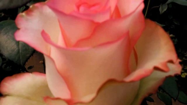 Why Jumilia and Its Mutation Sweet Jumilia are Very Popular Roses смотреть онлайн
