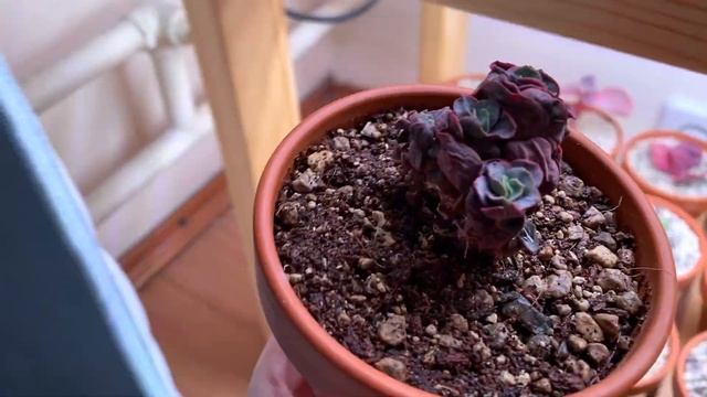 Купила проф.грунт для растений. Первичный обзор Lechuza terrapon смотреть онлайн