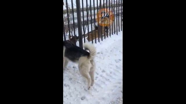 В Нижнекамске у дома экс-мэра города всю ночь воют собаки смотреть онлайн