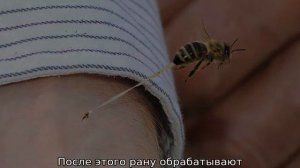 Шмель — кусается или нет