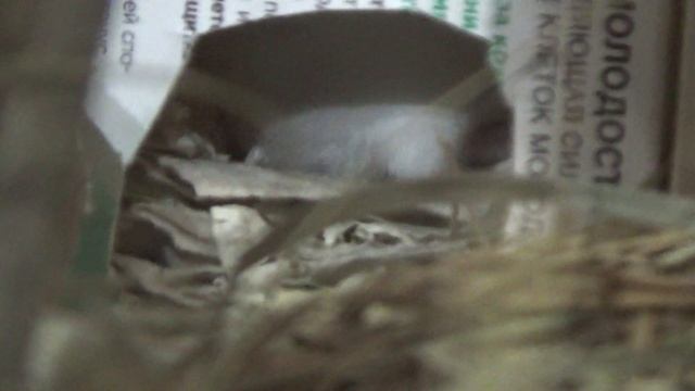 Старенькая Японская мышка\жизнь мышки малютки смотреть онлайн