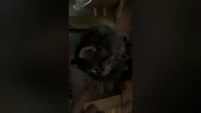 Новенькие в моём доме ( Имена пока не придумал ) смотреть онлайн
