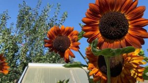 Red sunflowers Красные подсолнухи