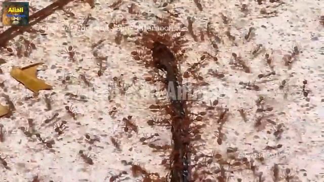 The fight to death between snakes and ants |The war is full of surprise | Synthesis Wild Animals смотреть онлайн