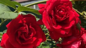 Роза Амадеус???