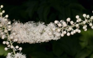 Клопогон-воронец (Actaea) РЕЛАКС ТЕРАПИЯ ИМПРОВИЗАЦИЯ композитор Виктор Анохин #музыка #piano #цветы