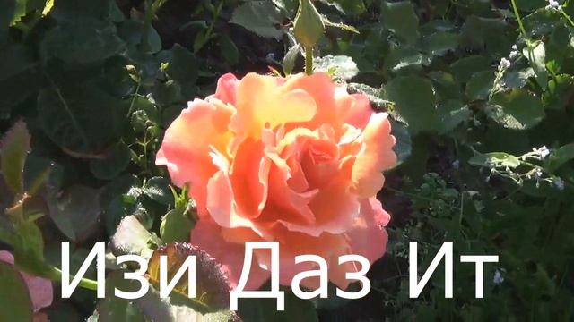 Розы в саду Подмосковья,так обильно цветут во время жары.Обзор роз с названиями.Отдых на Волге. смотреть онлайн