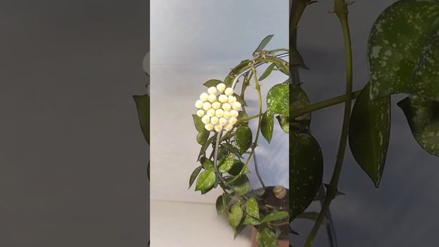 Hoya Lacunosa Eskimo