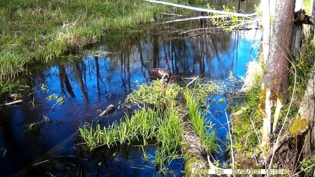 Черный аист на канале в Налибокской пуще Black stork at a canal in Naliboki forest смотреть онлайн