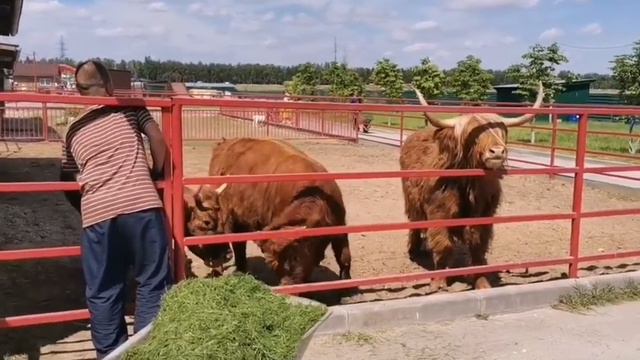 Экзотик Парк. смотреть онлайн