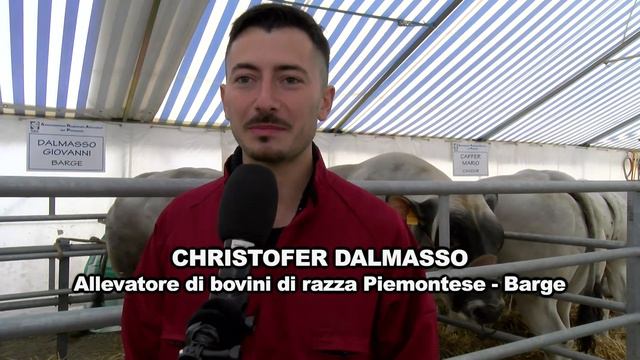 Il grande toro Big Beng un fenomeno da riproduzione da 1200 chili смотреть онлайн