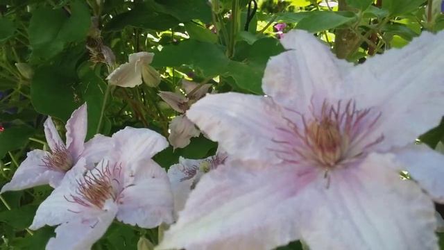 Клематис тайга смотреть онлайн