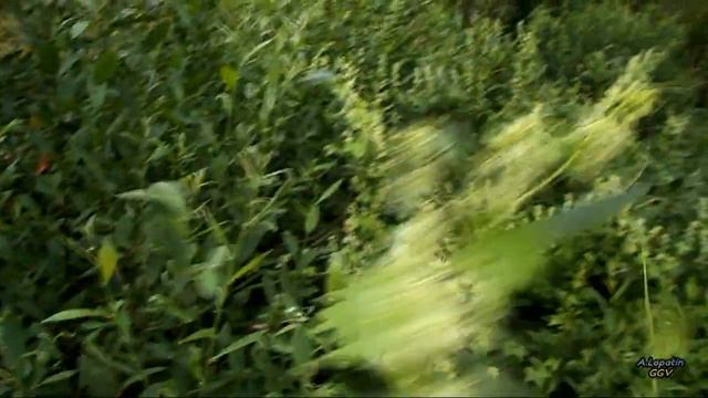 По Воронежской земле,видеобзор,ч.2 смотреть онлайн