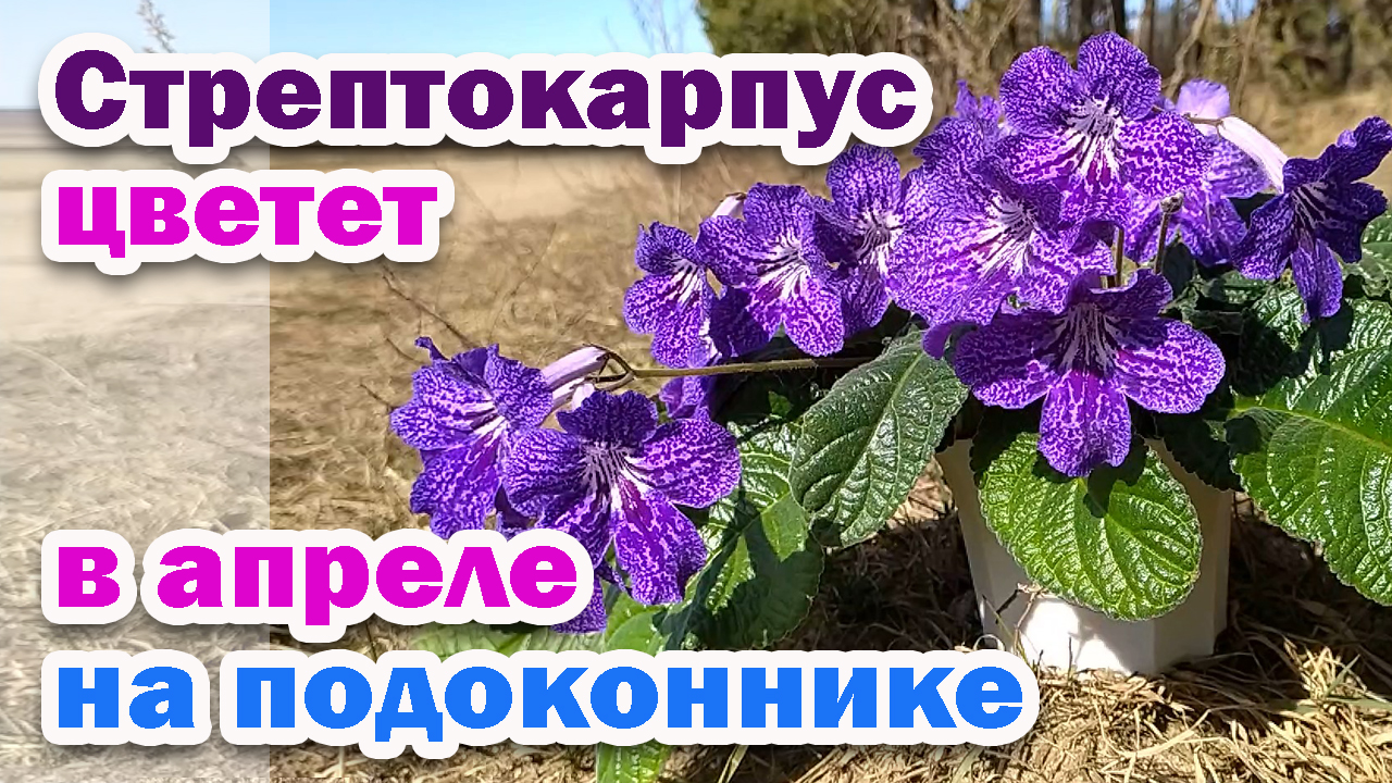 ЦВЕТЕНИЕ стрептокарпуса В АПРЕЛЕ. Выращивание деток стрептокарпусов смотреть онлайн