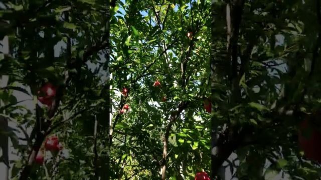 Экзотическое растение? на даче ?.Королевский фрукт-Гранат?/Exotic plants in the country.Pomegranat смотреть онлайн