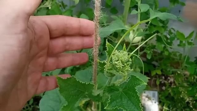 СНОВА КАК МОЛОДОЙ ОГУРЧИК! Омолаживаем огурцы на новый урожай. 5 минут и опять как молодой! смотреть онлайн