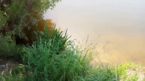 Рыбалка в Белоозерске на канале. Карп,Амур,Карась и Гигантская Уклейка.