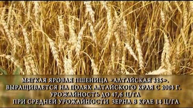 Житница России. Мягкая яровая пшеница смотреть онлайн