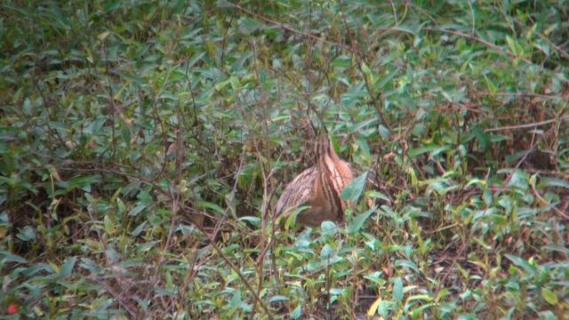 大麻鷺【2】 Botaurus stellaris 2024 .02 . смотреть онлайн