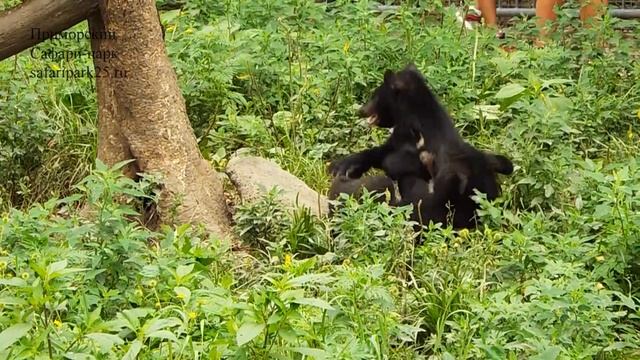 РЕЧНЫЕ ВЫДРЫ И ГИМАЛАЙСКИЕ МЕДВЕЖАТА