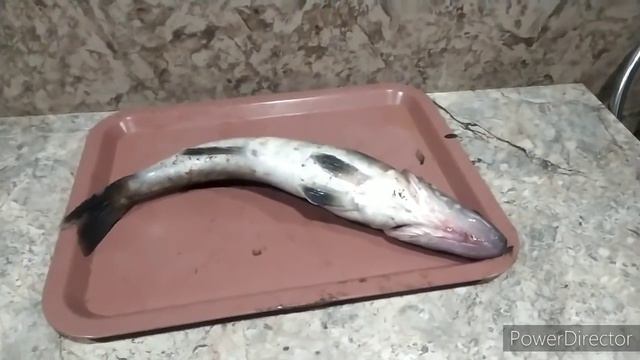 ДЕД И БАБА НАПУГАЛИ ВАСИЛИСКУ. смотреть онлайн