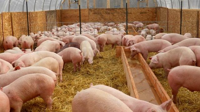 Топ-5 Прибыльных бизнес идей из деревни! Бизнес идеи 2020! Бизнес идеи! смотреть онлайн