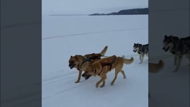Новый год 2019 в г. Ханты Мансийске смотреть онлайн