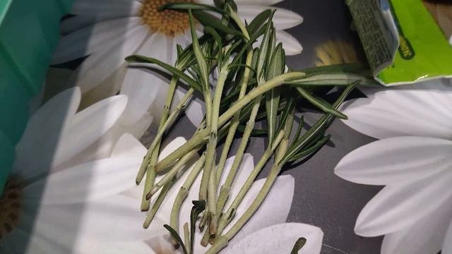 Розмарин Приправа Укореняем черенки смотреть онлайн