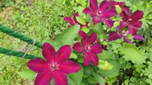 Клематис Стасик